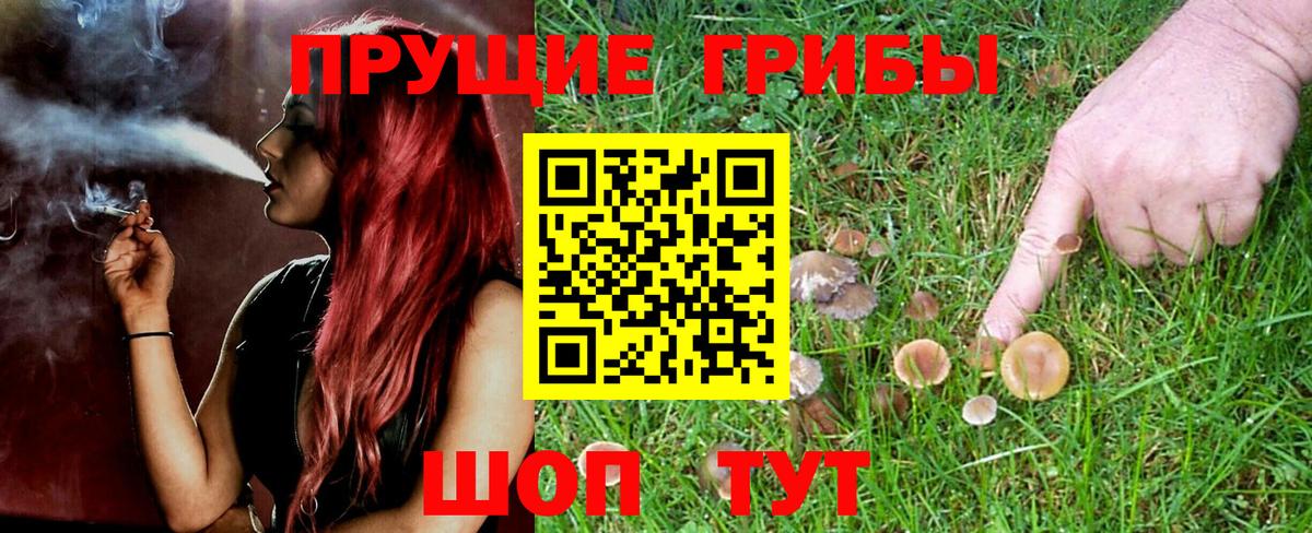 Псилоцибиновые грибы Psilocybe Лыткарино